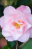 CAMELLIA JAPONICA LILAC TINT