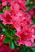 RHODODENDRON VUYKS SCARLET AZALEA