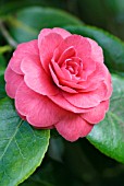 CAMELLIA JAPONICA HYBRID