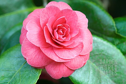 CAMELLIA_JAPONICA_MONARCH