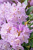 RHODODENDRON SUSAN