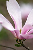 MAGNOLIA LILIIFLORA X STELLATA