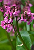 BERGENIA WINTERMARCHEN ELEPHANTS EARS