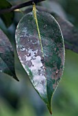 SOOTY MOULD ON CAMELLIA LEAF