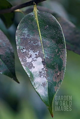 SOOTY_MOULD_ON_CAMELLIA_LEAF