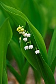 CONVALLARIA MAJALIS LILY OF THE VALLEY