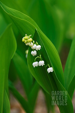 CONVALLARIA_MAJALIS_LILY_OF_THE_VALLEY