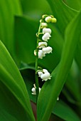 CONVALLARIA MAJALIS LILY OF THE VALLEY