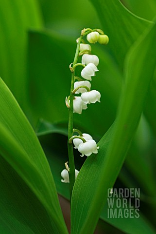 CONVALLARIA_MAJALIS_LILY_OF_THE_VALLEY