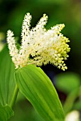 SMILACINA RACEMOSA FALSE SOLOMONS SEAL