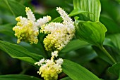 SMILACINA RACEMOSA FALSE SOLOMONS SEAL