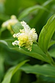 SMILACINA RACEMOSA FALSE SOLOMONS SEAL