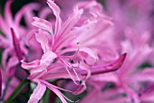 NERINE BOWDENII