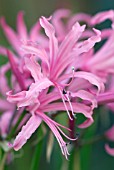 NERINE BOWDENII