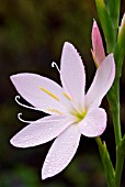 SCHIZOSTYLIS COCCINEA MOLLY GOULD KAFFIR LILY