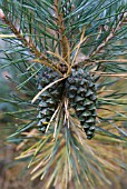 PINUS SYLVESTRIS SCOTS PINE CONES