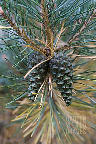 PINUS_SYLVESTRIS_SCOTS_PINE_CONES