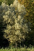 SALIX ALBA WHITE WILLOW