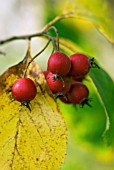 CRATAEGUS PRUNIFOLIA BROAD LEAVED THORN