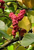 MAGNOLIA SPRENGERI DIVA SEED PODS