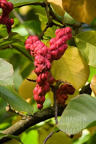 MAGNOLIA_SPRENGERI_DIVA_SEED_PODS