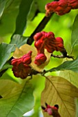 MAGNOLIA SPRENGERI DIVA SEED PODS