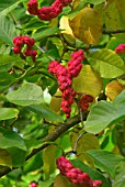 MAGNOLIA SPRENGERI DIVA SEED PODS