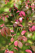 EUONYMUS ALATAS FRUITS