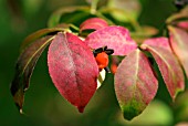 EUONYMUS ALATAS FRUITS