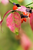 EUONYMUS ALATAS FRUITS