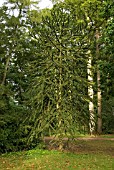 ARAUCARIA ARAUCANA, MONKEY PUZZLE