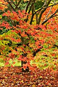 ACER PALMATUM AMOENUM