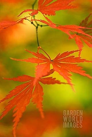 ACER_PALMATUM_VARIATION_MATSUMURAE