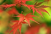 ACER PALMATUM VARIATION MATSUMURAE