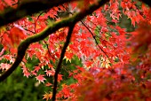 ACER PALMATUM VARIATION MATSUMURAE BACK-LIT