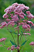 EUPATORIUM PURPUREUM SSP MACULATUM ATROPURPUREUM