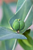 EUPHORBIA LATHYRUS CAPER SPURGE SEED