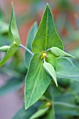 EUPHORBIA LATHYRUS CAPER SPURGE