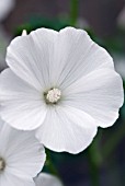 LAVATERA TRIMESTRIS, MONT BLANC