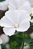 LAVATERA TRIMESTRIS, MONT BLANC