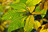 AESCULUS PARVIFLORA, DWARF BUCKEYE FOLIAGE