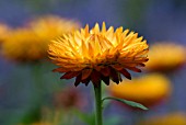 HELICHRYSUM BRACTEATUM