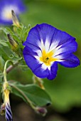 CONVOLVULUS TRICOLOR ROYAL ENSIGN, MORNING GLORY