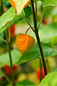 PHYSALIS ALKEKENGI, CHINESE LANTERN