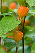 PHYSALIS ALKEKENGI, CHINESE LANTERN