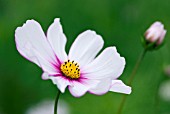 COSMOS PICOTEE