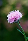 CIRSIUM JAPONICUM JAPANESE THISTLE