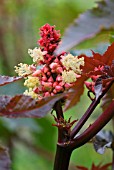 RICINUS COMMUNIS CASTOR OIL PLANT