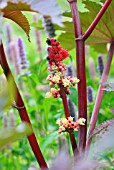 RICINUS COMMUNIS CASTOR OIL PLANT GROWING IN FRONT OF AGASTACHE ANISATA