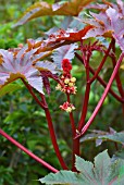 RICINUS COMMUNIS CASTOR OIL PLANT